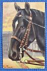 Vintage Trakehner Stallion Thoroughbred Horse Tuck's Oilette Postcard