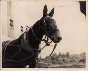 1948 Peabody Coal Company Mine #43 Harrisburg IL Photo Draft Horse, Harness 4x5 - Picture 1 of 2