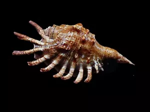 Tatskieshells - lambis milepeda 118--m;.m. f+++ - Imagen 1 de 2