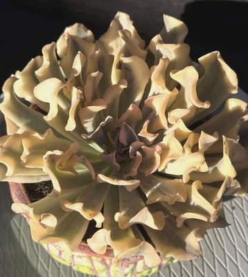 Importada Suculenta Planta Viva Rara Suculenta Decoración del Hogar Planta Echeveria Azafrán Foto 1 de 3