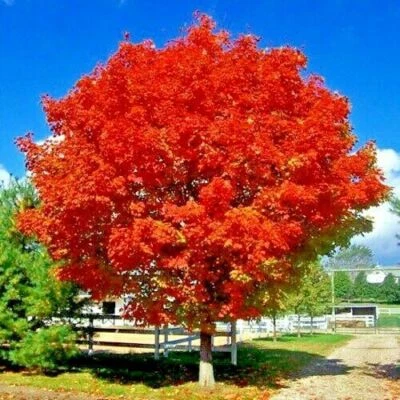 *RED SUNSET* Japanese Maple (Acer rubrum) Tree Seeds, Landscaping or Bonsai - Image 1 of 4