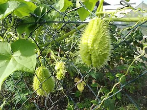 1 chayote, fruta de chayota para cultivo, comestible calabaza rareza - Imagen 1 de 4