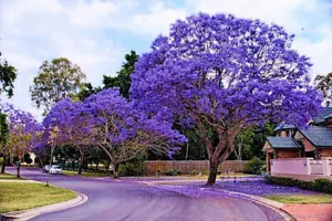 Jacaranda mimosifolia, Blue Jacaranda, Black poui, Nupur, Fern Tree - 40 Semi - Bild 1 von 5
