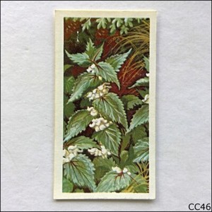Brooke Bond Tea Card Wild Flowers Series 3 1964 #6 White Dead Nettle (CC46)