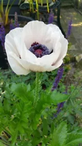 MP 457XF Riesen Mohn Royal Wedding white Papaver Samen Stück 50 - Bild 1 von 1