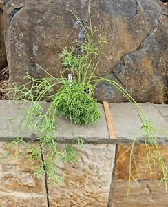 RHIPSALIS CEREUSCULA - MISTELTOE OR CORAL CACTUS - Established plant (25218) - Picture 1 of 7