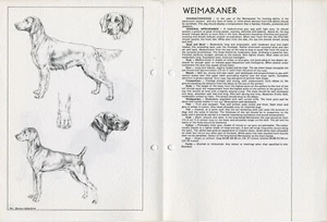 WEIMARANER 1978 DOG BREED STANDARD SKETCH PRINT + TEXT by M DAVIDSON - Picture 1 of 2