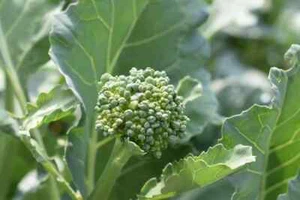 Broccoli Raab Seeds, Early Spring Rapini, Rabe, NON-GMO, FREE SHIPPING - Picture 1 of 2