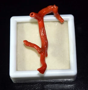 20,45 Cts. Piedra preciosa palo de coral pulido coral rojo italiano natural para colgante - Imagen 1 de 2