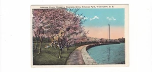 Japanische Kirschblüten Potomac Park Riverside Dr. / Washington D. C. Postkarte - Bild 1 von 2