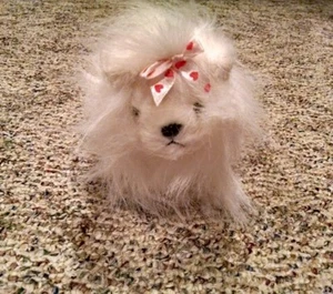 Webkins Lil' Kinz No Codes Yorkie - Picture 1 of 2