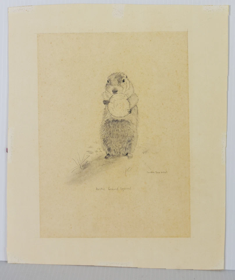 Boceto de dibujo a lápiz de colección Ardilla terrestre ártica Candace McCall Americana Foto 1 de 4