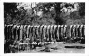RPPC Morning's Catch, Ruidoso, Pesca de Nuevo México 1934 Hollywood, casi nuevo postal - Imagen 1 de 2