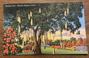 Vintage Wurstbaum (Kigellia Pinatta) Matheson Hängematte Florida Postkarte P6e - Bild 1 von 10