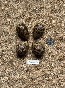 CLUTCH OF FOUR REPLICA DUNLIN BIRDS EGGS - Picture 1 of 2
