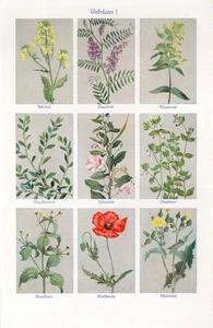 1920s POPPY FIELD BLINDWEED FIELD MUSTARD WEEDS PLANTS FLOWERS Old Print Herder - Picture 1 of 1