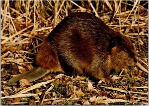 Postcard Beaver North American Wildlife - Foto 1 di 2