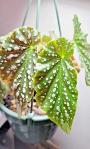 Angel Wing Begonia Plant • Polka Dot Cane • 4" Pot • Rooted • Bonus 1 Pothos Cut - Picture 1 of 2
