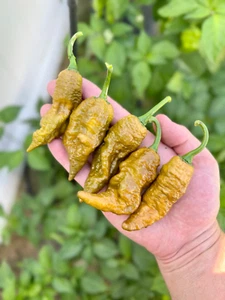 Golden Primotalii Pepper Seeds - Picture 1 of 1
