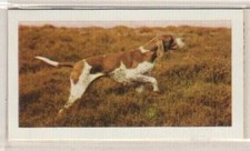 Hornimans Tea Dog Cards 1961. Pointer