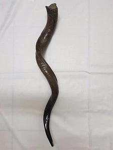 Shofar Kudu Yemenita Cuerno Kosher Completo Natural De Israel X Grande 40""-42"" Israel - Imagen 1 de 7