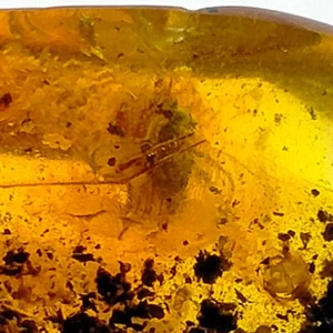 Insect trapped in Amber natural gemstone fossil inclusion Watch Video 11.2ct - Bild 1 von 8