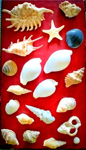 Decorative Natural Seashells for Crafts, Aquarium and Terrarium Decoration#1 - Bild 1 von 4