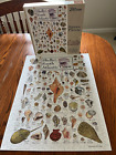 Shells of south atlantic coast 550 piece puzzle complete built once by heritage