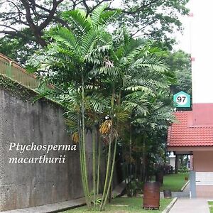 ~MacArthur Palm Tree~ Ptychosperma macarthurii Palm Potted Plant Small Seedling