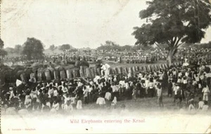 Postal siam tailandia, elefantes salvajes entrando en el Kraal (1899) (II) - Imagen 1 de 2