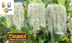 Old Man Beard, Spanish Moss, 15g Bag FREE POSTAGE. - Picture 1 of 6