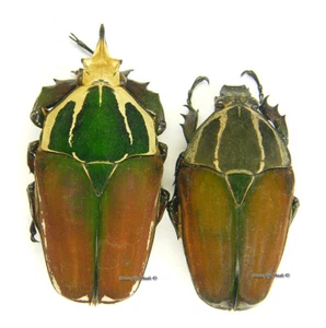 Unmounted beetle/Cetoniidae - Mecynorrhina torquata ugandensis, PAIR 2 - Picture 1 of 1