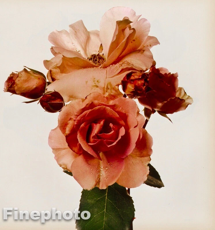 1980 年复古 IRVING PENN 植物花玫瑰大号 KROMEKOTE 照片雕刻 — 第 1/1 张图片