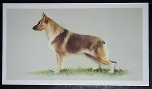 DEUTSCHER SCHÄFERHUND Farbprofil Portraitkarte EE05 - Bild 1 von 1