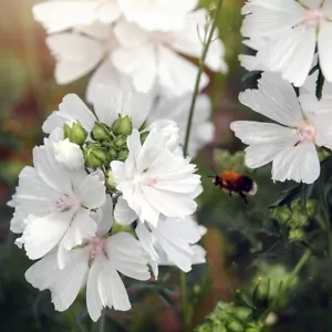 1000 Samen Moschus Malve Weiß Malva moschata Zierpflanze Bienen Blüten Duft - Bild 1 von 1