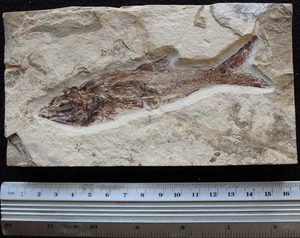 Davichthys 33 - Good Quality Color & Preservation - Cretaceous Fossils Lebanon - Picture 1 of 5