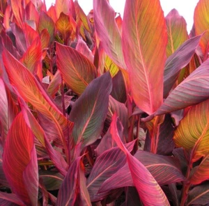 Canna Lily Durban RHIZOME Lilly Broad Leaf Striking Red Semi Hardy Plant UKgrown - Picture 1 of 1