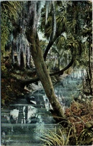 1910s Old FL Postcard Daytona Florida Old Spanish Canal Nature Scenic Leighton - Picture 1 of 2
