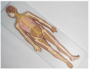 1/2 size Central nerve brain and spinal cord, peripheral nerve spinal nerve - Picture 1 of 7