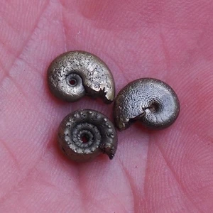 3pcs 10mm Ammonite Pyrite Jurassic Dino Fossil France lot Golden 1406 - Bild 1 von 8