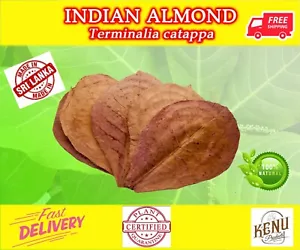 DriedTerminalia catappa Indian Almond Leave With phytosanitary Certificate - Picture 1 of 4