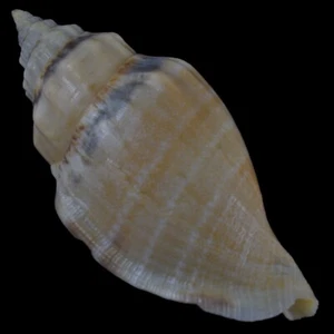 Crema STROMBUS (Canario) URCEUS (Bohol, Filipinas) 52,6 mm #24534 - Imagen 1 de 4