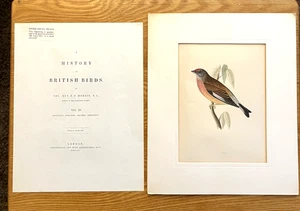 Antikes Sammlerstück 1853 MORRIS handkoloriertes LINNET Buch Gravur Druck - Bild 1 von 2