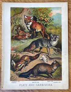 Impresión litográfica artística de 1880 Johnson's Mammalia Common Arctic Silver Fox Tenrec - Imagen 1 de 3
