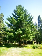1,000 Eastern White Pine Tree Seeds, Pinus strobus, Lake States, Ships Free