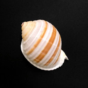 Banded Tun Sea Shell Tonna Sulcosa Beige and White Striped Natural Sea Shell - Picture 1 of 10