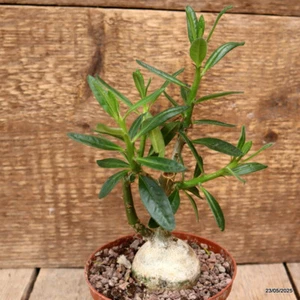 D4341 PACHYPODIUM BISPINOSUM pot10,5-H15-W7 cm MaMa Cactus - Picture 1 of 4