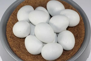  Nestei 15 piezas plástico entero para faisanes nuevo 15 X nidos para faisanes art.35 - Imagen 1 de 4