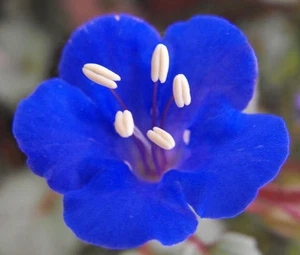 CALIFORNIA BLUEBELL Phacelia Campanularia - 1,200 Bulk Seeds - Picture 1 of 2
