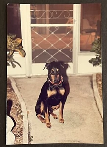 FOTO DE COLECCIÓN ENCONTRADA Doberman Pinscher perro sentado junto a una puerta principal - Imagen 1 de 3